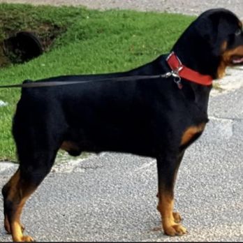 All Community Animal Hospital