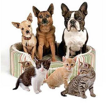 Greatwood Veterinary Hospital