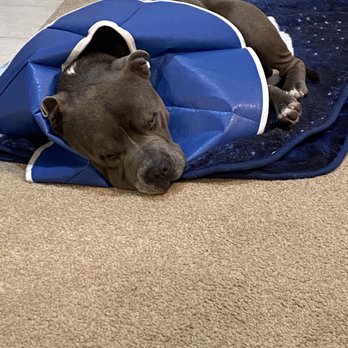 Neighborhood Pet Hospital