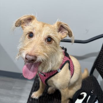 Memorial Villages Animal Hospital