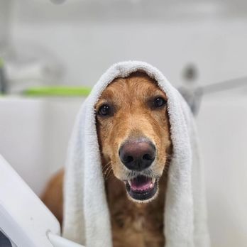 Aussie Pet Mobile of North Central Dallas