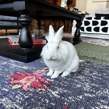 Carrollton West Pet Hospital