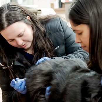 Hillside Veterinary Clinic