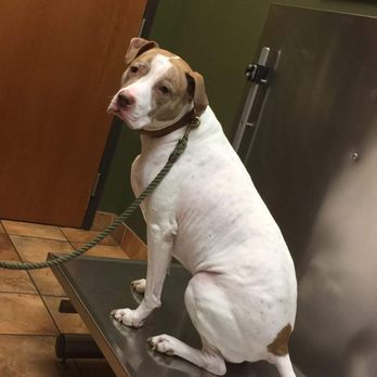 Midway Hollow Pet Clinic