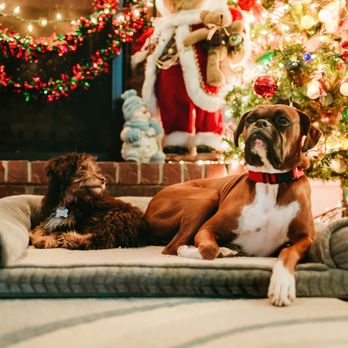 Precious Pets Cremation Services