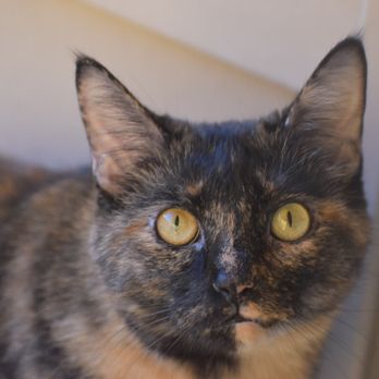 Precious Pets Cremation Services