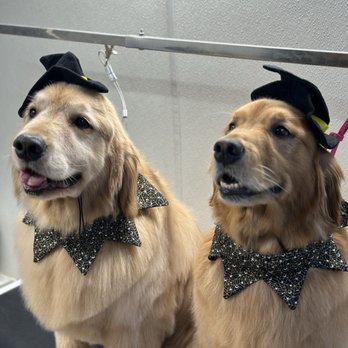 Mobile Dallas Pet Grooming