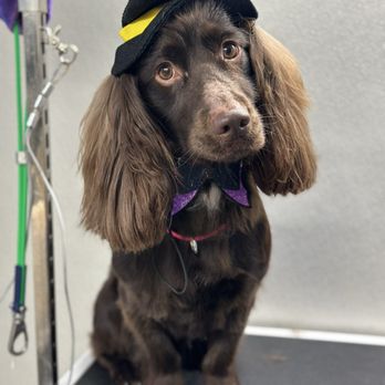 Mobile Dallas Pet Grooming