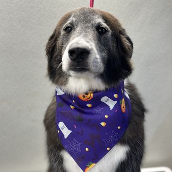 Mobile Dallas Pet Grooming