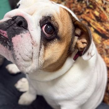 Lantana Animal Hospital