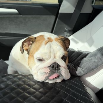 Lantana Animal Hospital