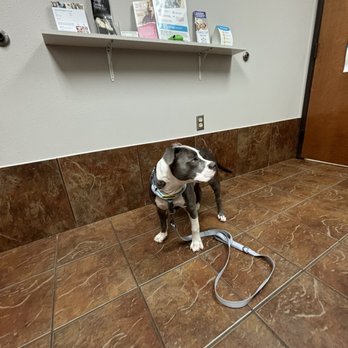 Abrams Forest Veterinary Clinic