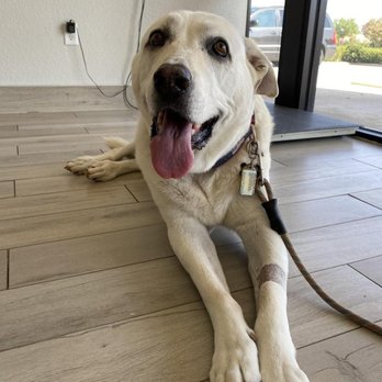 Advanced Care Veterinary Services