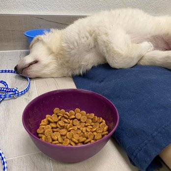 Advanced Care Veterinary Services