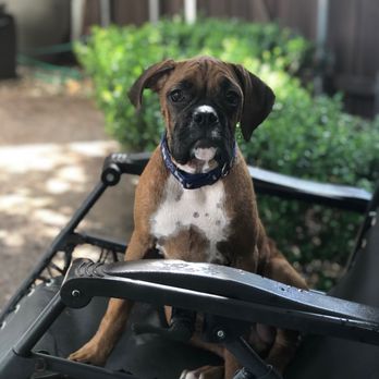 Animal Hospital Of Collin County