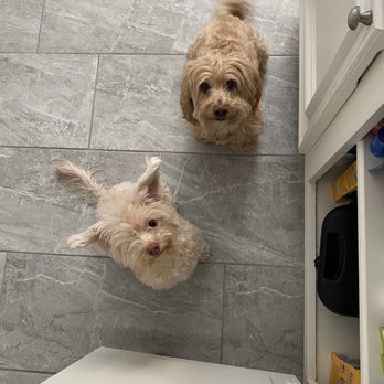 Animal Hospital Of Collin County