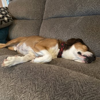 Vetsavers Pet Hospital