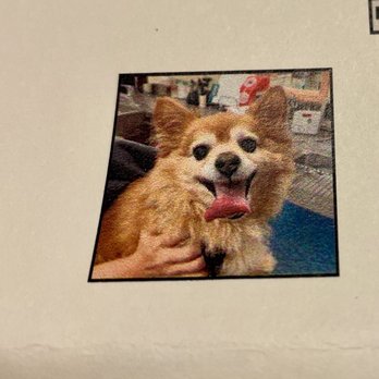 Vetsavers Pet Hospital