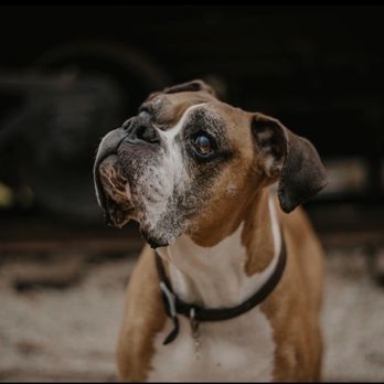 East Dallas Veterinary Clinic