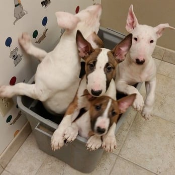 Love Freeway Animal Hospital