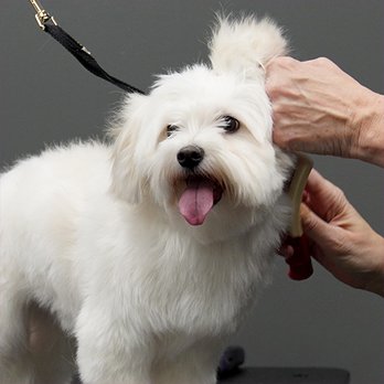 Pet Supplies Plus Dallas - Medallion