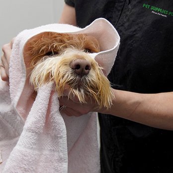 Pet Supplies Plus Dallas - Medallion