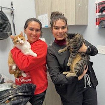 Country Brook Animal Hospital