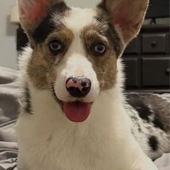 Bethany Pet Hospital