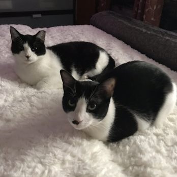 Noah's Ark Pet Hospital