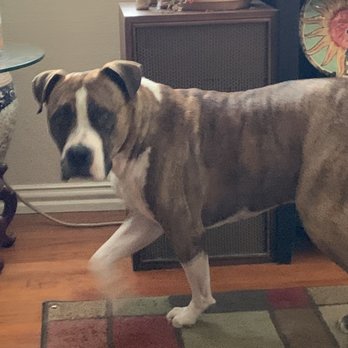 Casa Linda Animal Clinic