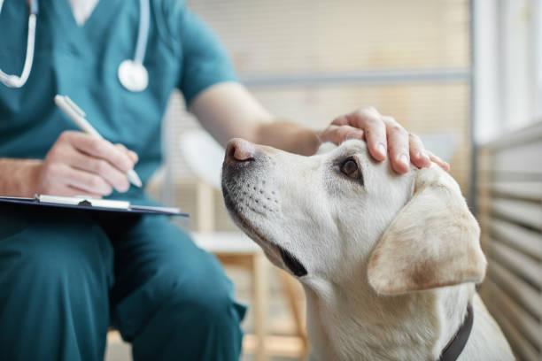 Polk Street Animal Hospital