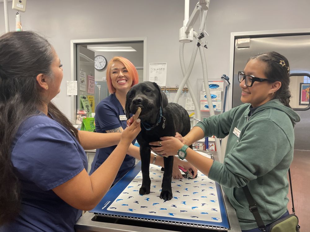 Theodore B Travers Family Veterinary Clinic - East Bay SPCA