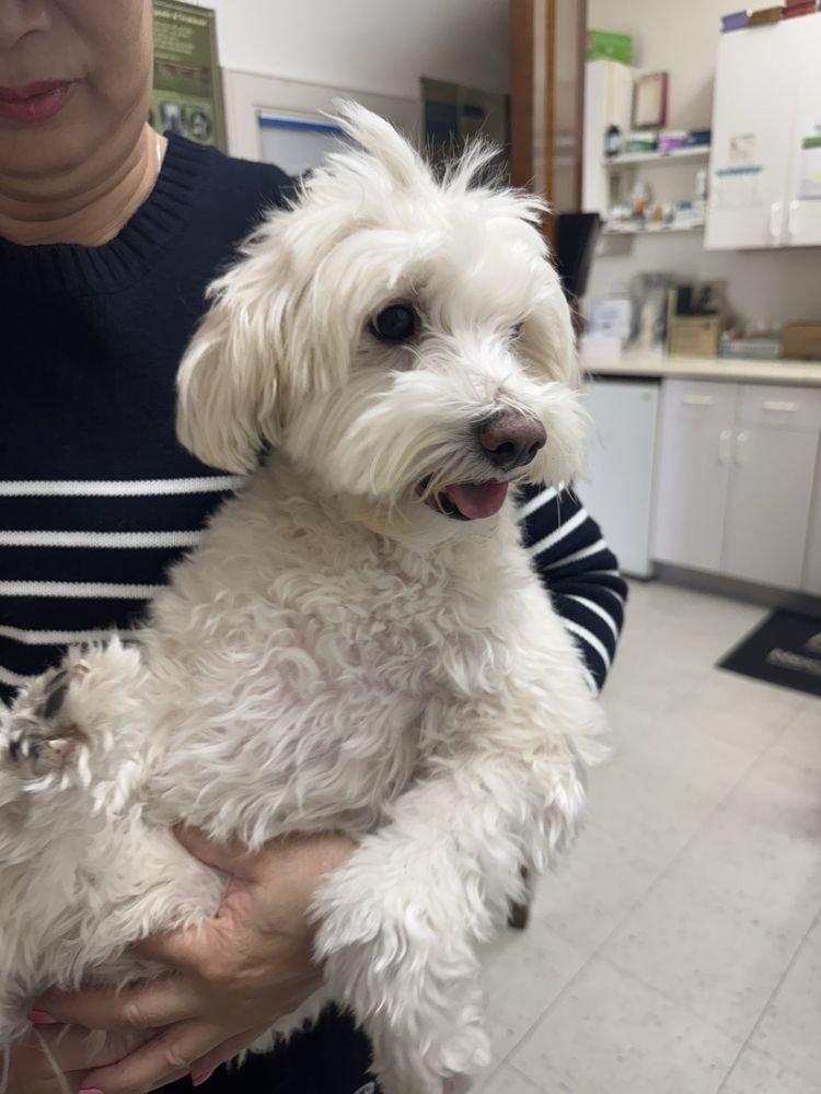 Atlantic Animal Hospital