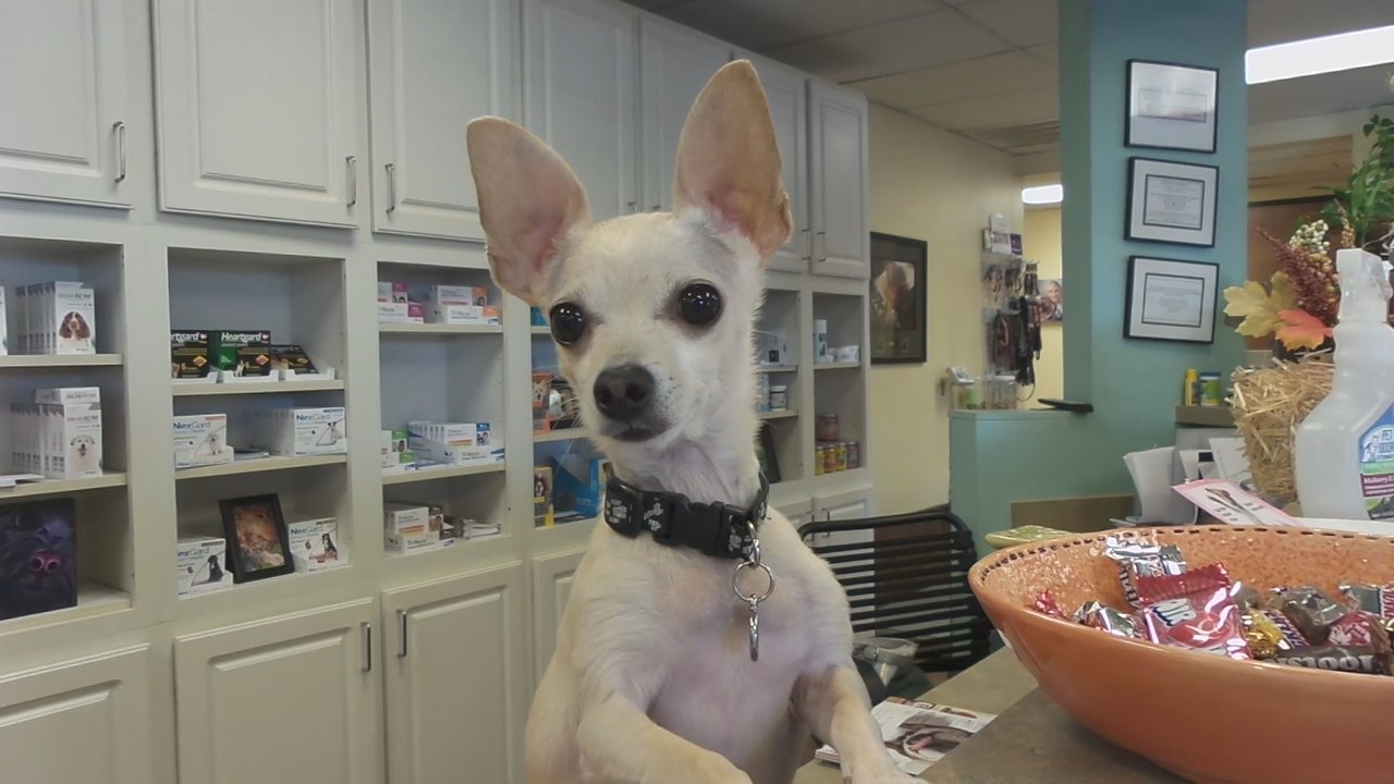 Abrams Forest Veterinary Clinic